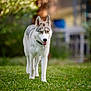 dog, husky, outdoor, grass, greenery, walking, canine, animal, pet, nature, heterochromia, fur, collar, portrait, mammal, alert, daylight, background_blur, garden, happy