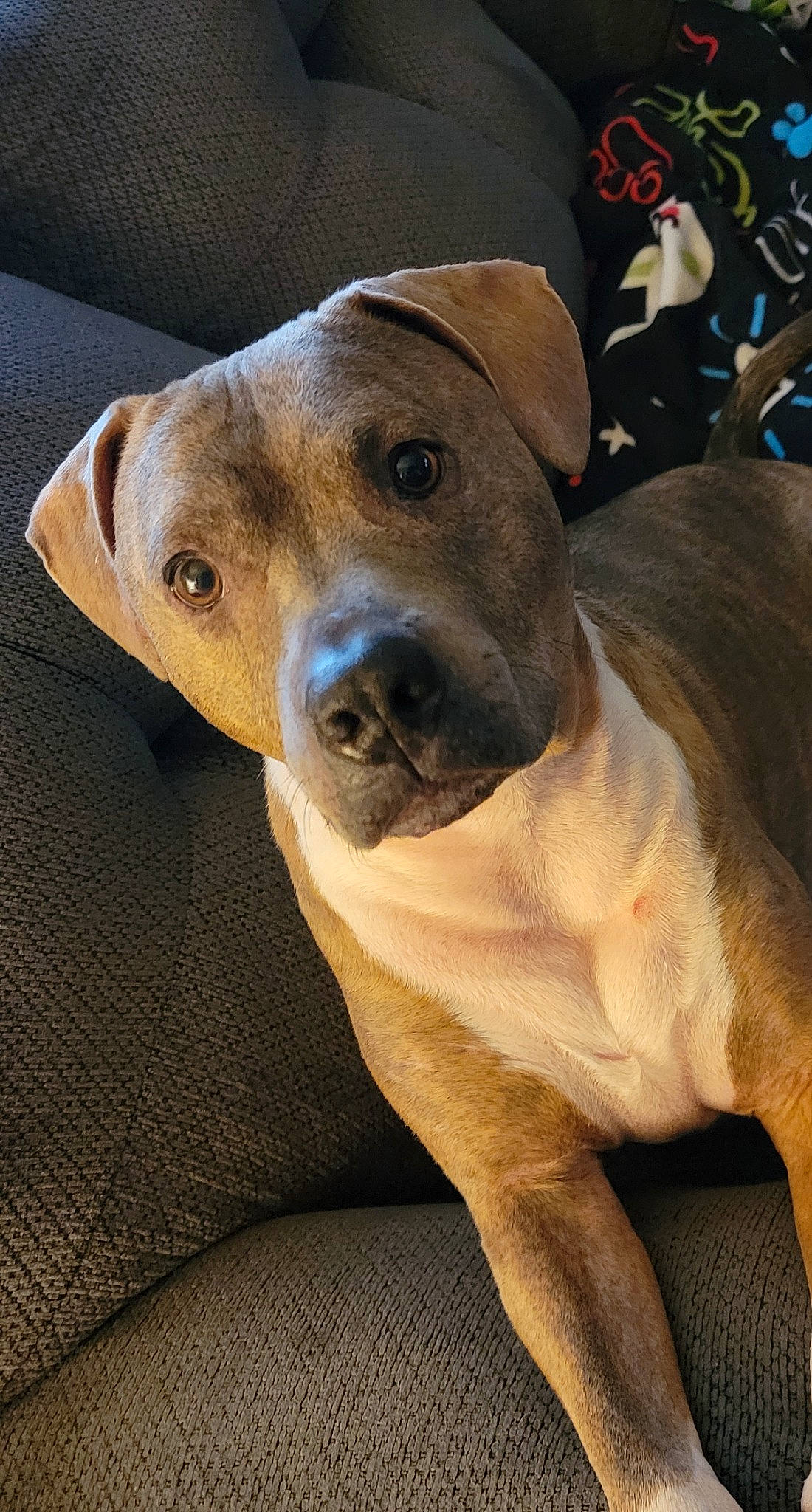 Parker joined the competition — help win amazing prizes! canidae, carnivore, collar, companion_dog, dog, dog_breed, dog_collar, ear, eye, fawn, fur, guard_dog, jaw, pet_supply, smile, snout, sporting_group, terrestrial_animal, whiskers, working_animal