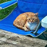 Garfield joined the competition — help win amazing prizes! animal, blue_chair, cat, chair, daylight, domestic_cat, ears, feline, fur, grass, lounging, nature, orange_tabby, outdoor, pet, relaxed, resting, seat, whiskers, wooden_table
