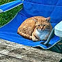 animal, blue_chair, cat, chair, daylight, domestic_cat, ears, feline, fur, grass, lounging, nature, orange_tabby, outdoor, pet, relaxed, resting, seat, whiskers, wooden_table