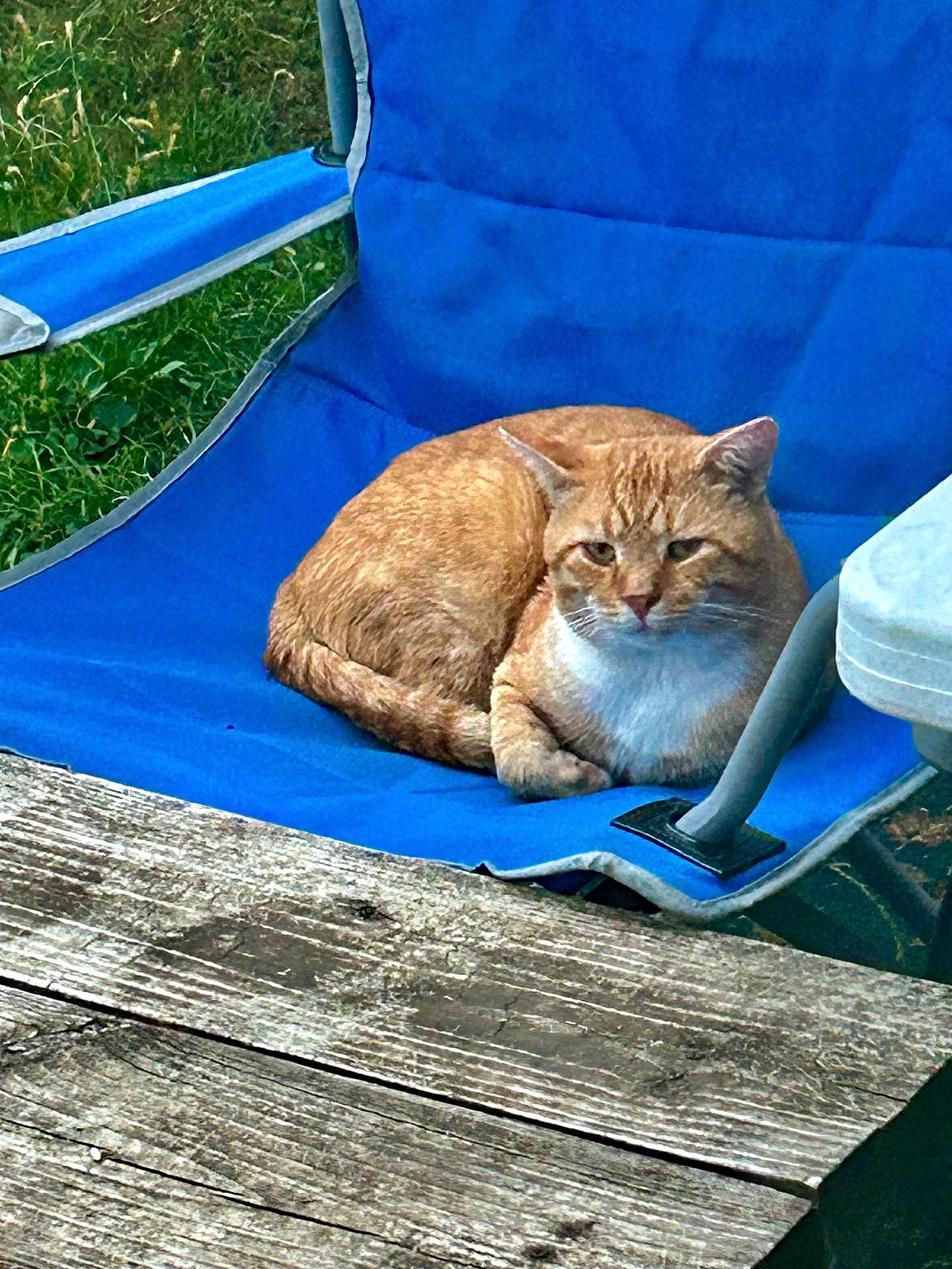 Garfield