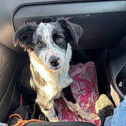 Alpine a rejoint le concours — aidez-le/la à gagner de superbes lots ! dog, black_and_white, puppy, car_interior, footwell, pink_towel, sunlight, brown_eyes, pet, canine, seat, shoe, jeans, dashboard, vent, floor_mat, resting, looking_up, domestic_animal, companion
