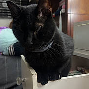 Kitty is registered to the contest to win money with this photo: black_cat, cat, drawer, indoor, furniture, pet, animal, sitting, close_up, whiskers, ears, collar, dark_fur, home, shelf, wood, cozy, quiet, contemplative, feline