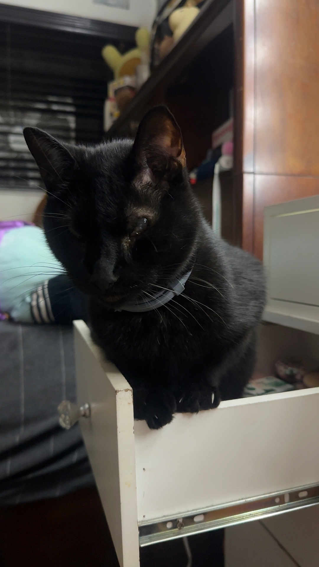 Kitty