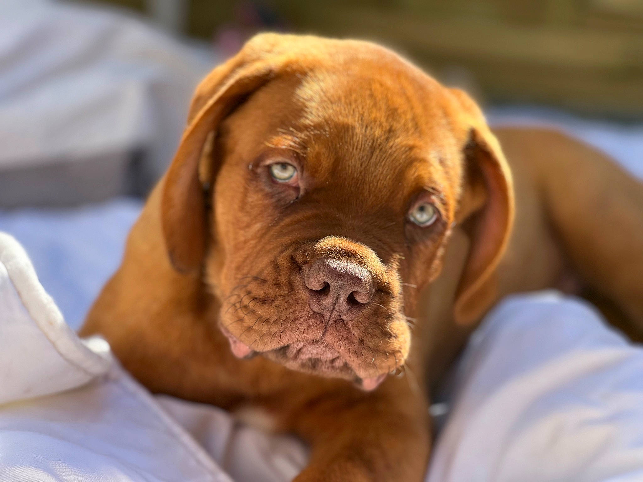 Tao participe au concours pour gagner de l'argent avec cette photo : biting, canidae, carnivore, comfort, companion_dog, dog, dog_breed, dog_collar, fawn, hunting_dog, liver, molosser, non_sporting_group, sporting_group, terrestrial_animal, whiskers, working_animal, working_dog, wrinkle