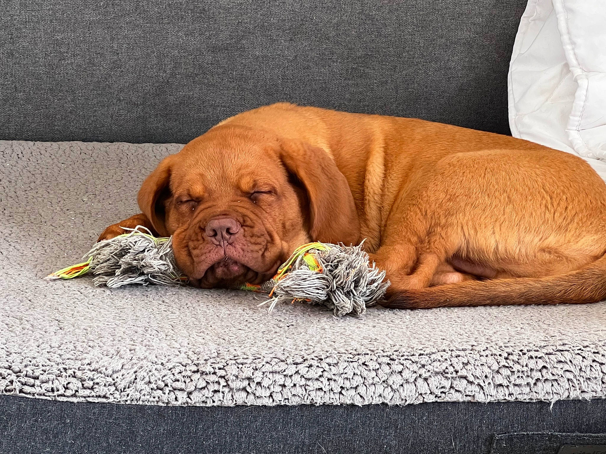 Tao a rejoint le concours — aidez-le/la à gagner de superbes lots ! bored, canidae, carnivore, comfort, companion_dog, dog, dog_breed, fawn, flooring, grass, liver, mammal, paw, road_surface, snout, sporting_group, terrestrial_animal, wood, working_animal, wrinkle