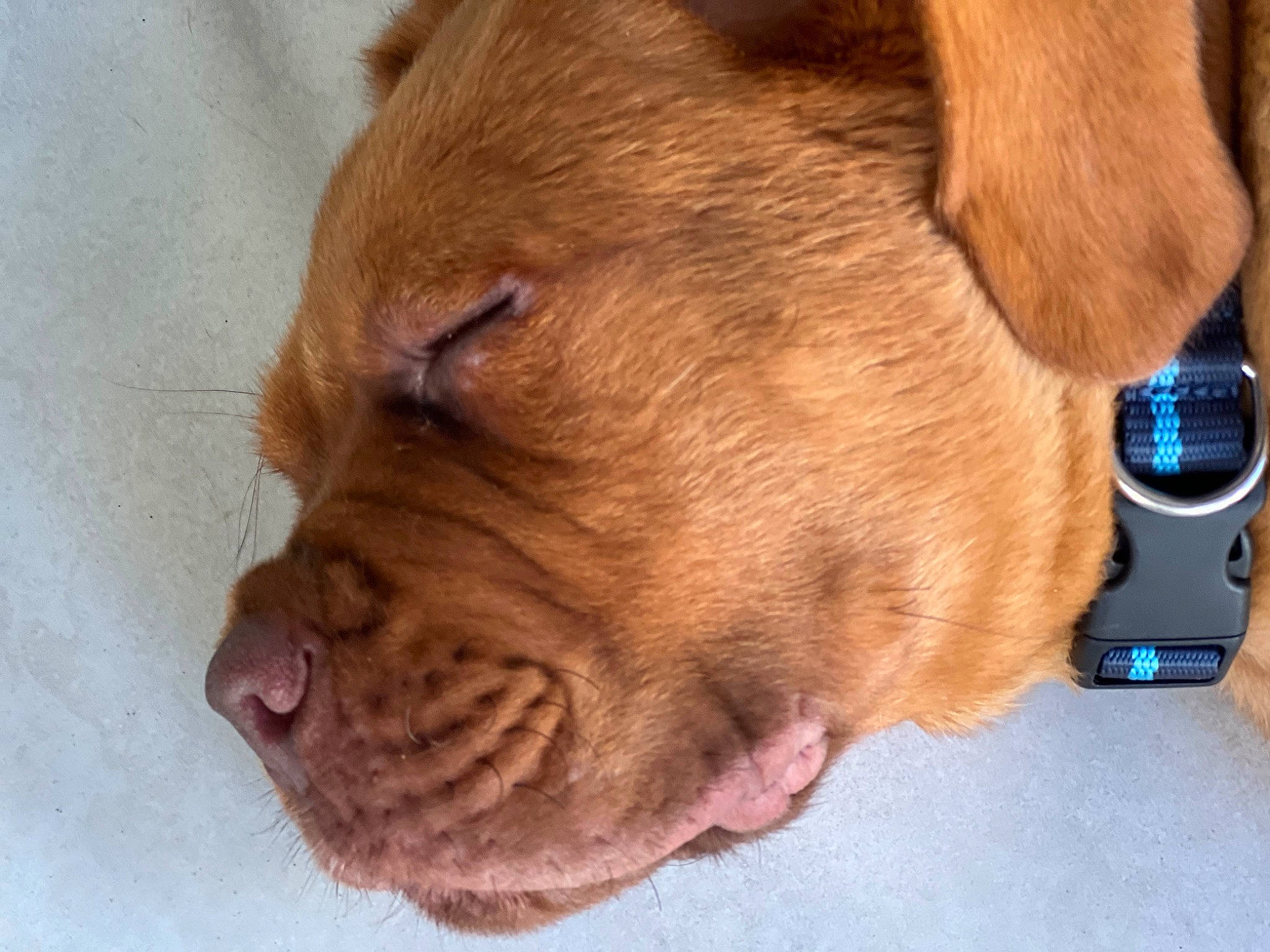 Tao a rejoint le concours — aidez-le/la à gagner de superbes lots ! carnivore, clock, collar, comfort, communication_device, companion_dog, dog, dog_breed, dog_collar, ear, fawn, liver, mobile_phone, pet_supply, portable_communications_device, snout, watch, whiskers, working_animal, wrinkle