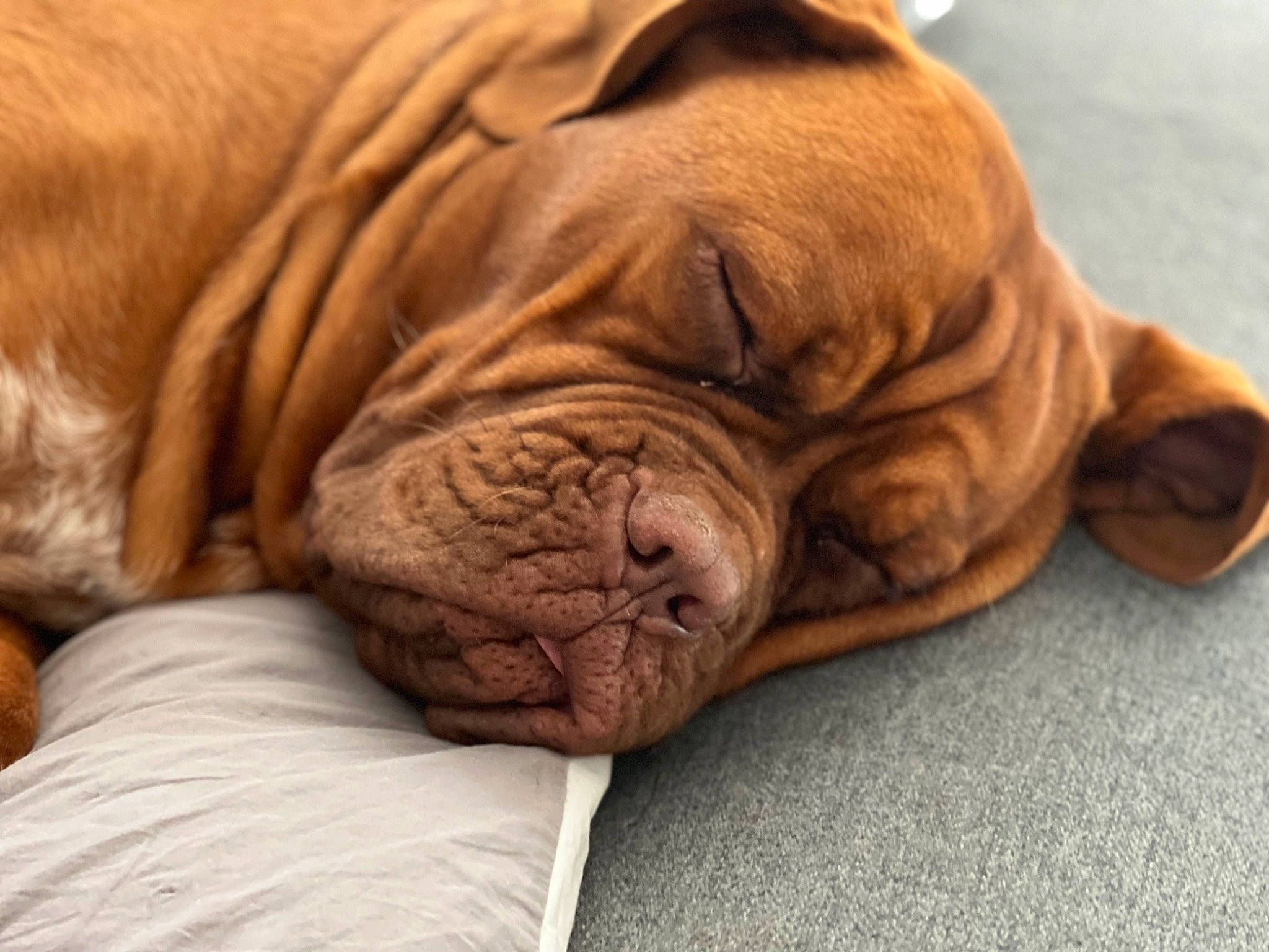 Charlie participe au concours pour gagner de l'argent avec cette photo : bored, bulldog, canidae, carnivore, comfort, companion_dog, dog, dog_breed, fawn, fur, liver, nap, sleep, snout, sporting_group, terrestrial_animal, whiskers, white_english_bulldog, wood, wrinkle