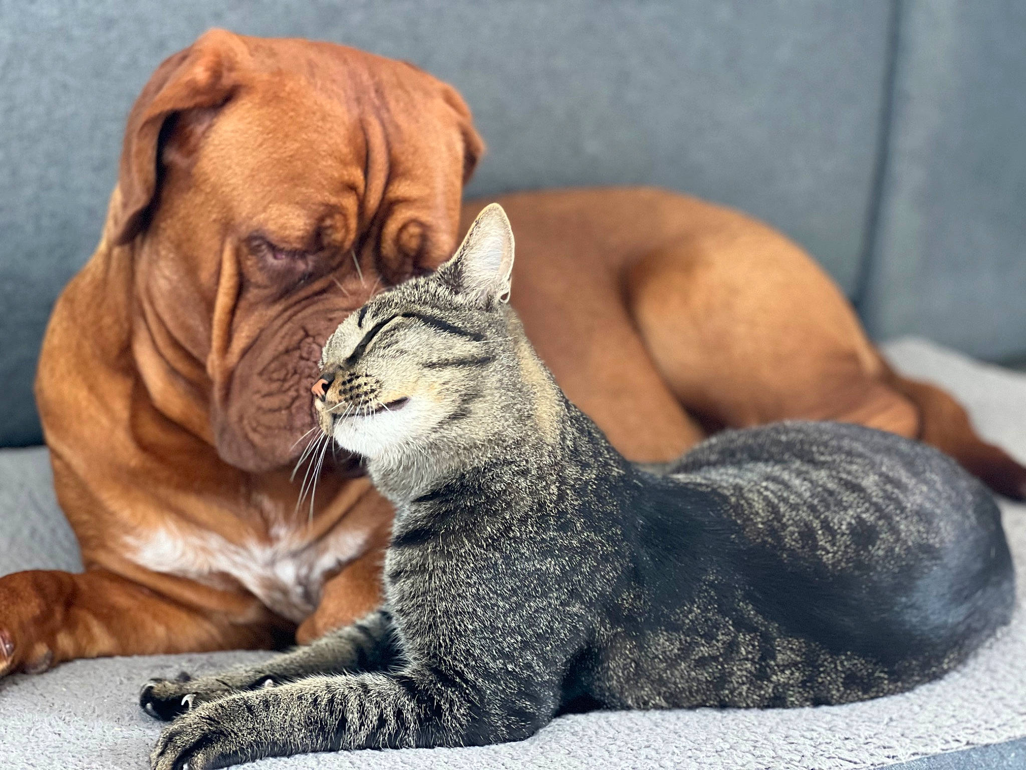 Charlie a rejoint le concours — aidez-le/la à gagner de superbes lots ! carnivore, cat, claw, comfort, companion_dog, dog, dog_breed, domestic_short_haired_cat, fawn, felidae, fur, grey, paw, sitting, small_to_medium_sized_cats, snout, terrestrial_animal, whiskers, wildlife, wrinkle