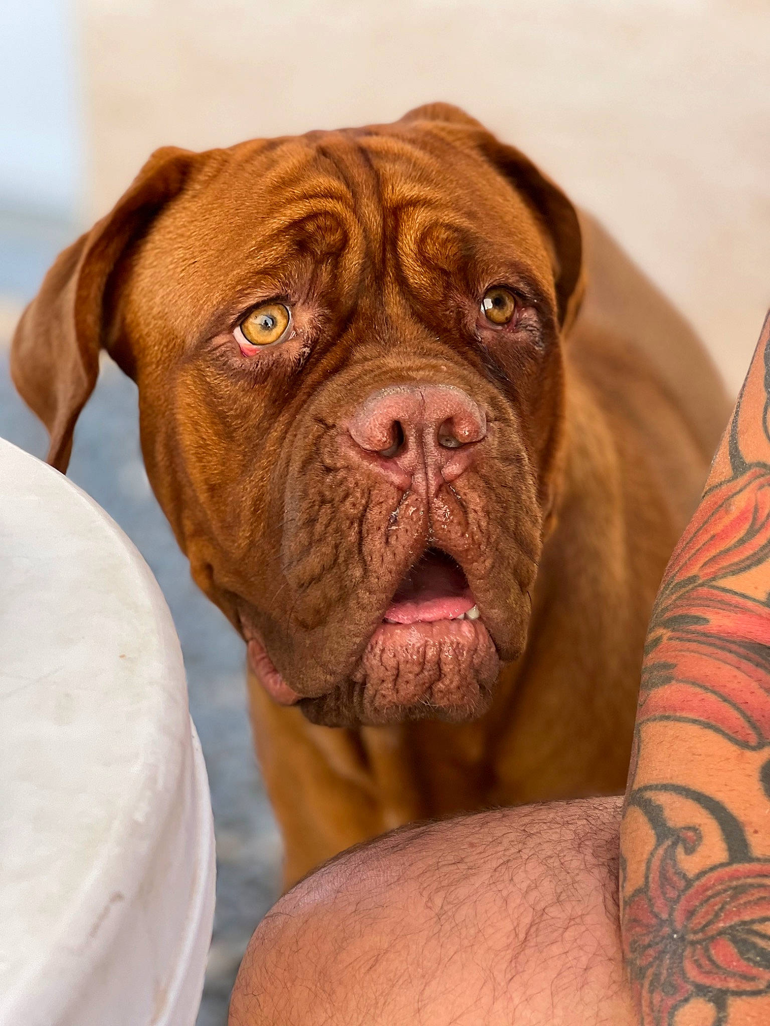 Charlie a rejoint le concours — aidez-le/la à gagner de superbes lots ! carnivore, collar, comfort, companion_dog, dog, dog_breed, dog_collar, fawn, flesh, liver, molosser, non_sporting_group, snout, sporting_group, temporary_tattoo, terrestrial_animal, whiskers, working_animal, working_dog, wrinkle