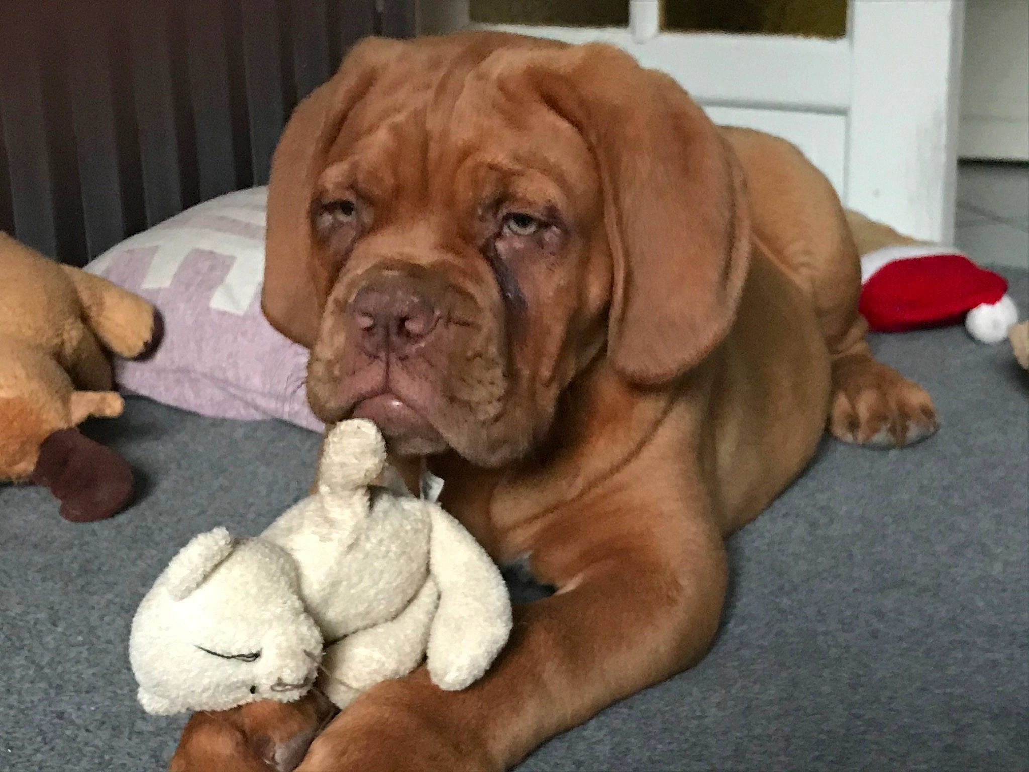 Puff a rejoint le concours — aidez-le/la à gagner de superbes lots ! ancient_dog_breeds, bullmastiff, canidae, carnivore, companion_dog, dog, dog_breed, dogue_de_bordeaux, english_mastiff, korean_mastiff, mammal, molosser, neapolitan_mastiff, ori_pei, rare_breed_dog, snout, sporting_group, vertebrate, working_dog, wrinkle