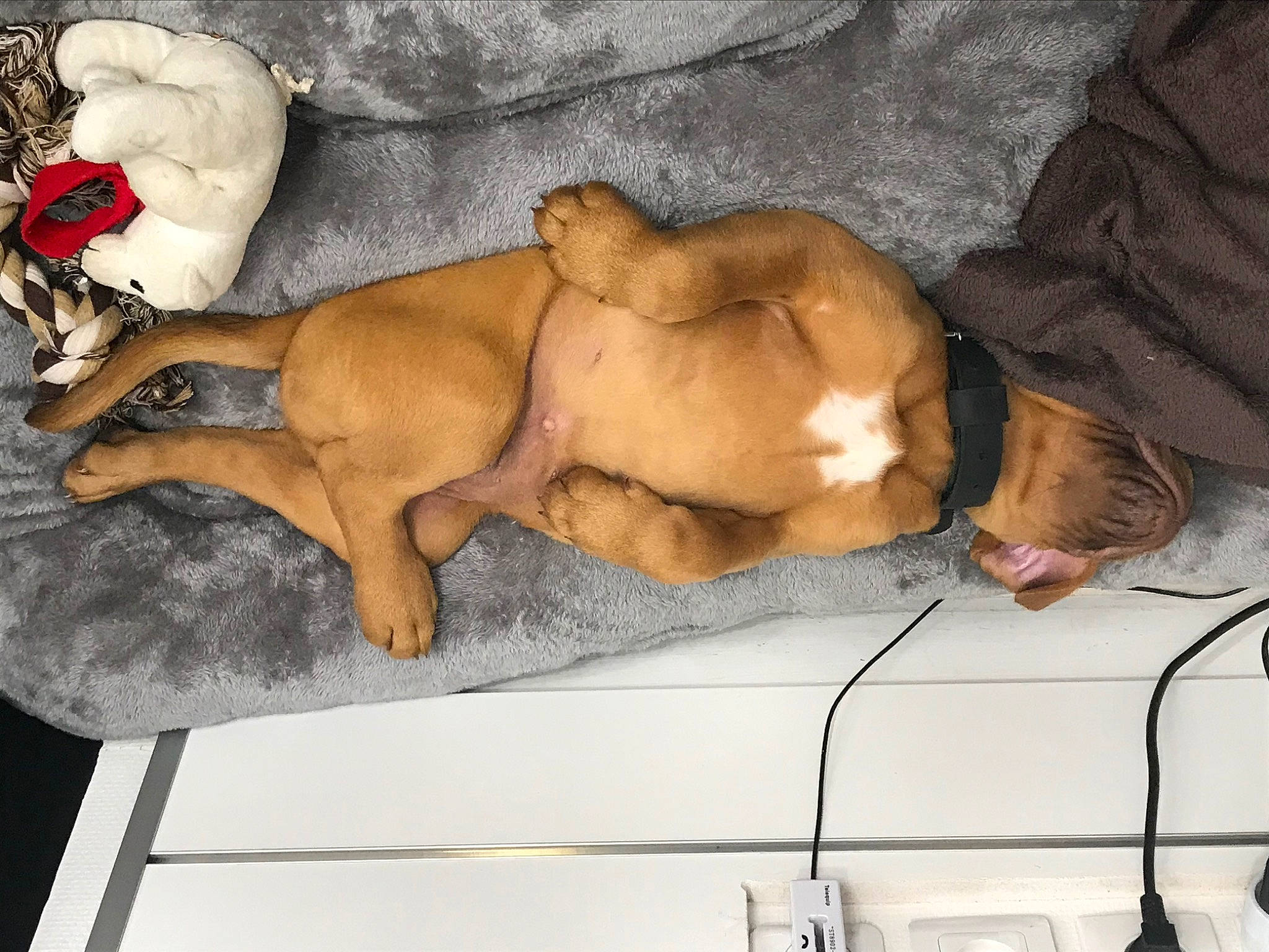 Puff participe au concours pour gagner de l'argent avec cette photo : boxer, canidae, carnivore, dog, dog_breed, dogue_de_bordeaux, fawn, guard_dog, nap, puppy, rhodesian_ridgeback, sporting_group, vizsla