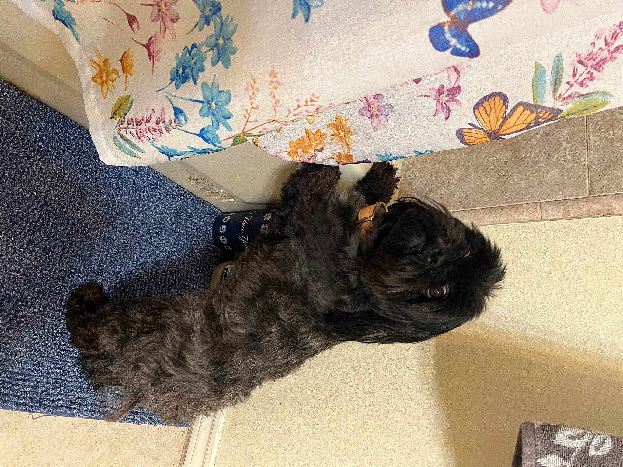 Han Solo is registered to the contest to win money with this photo: canidae, carnivore, companion_dog, couch, dog, dog_breed, fawn, felidae, fur, liver, non_sporting_group, pattern, small_to_medium_sized_cats, sporting_group, tail, toy_dog, working_animal