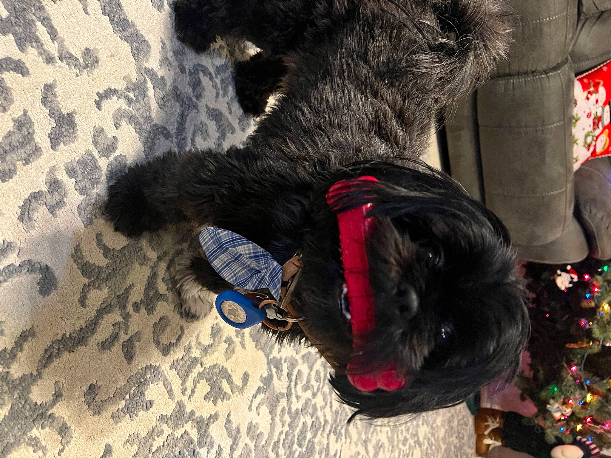 Han Solo is registered to the contest to win money with this photo: airedale_terrier, black_cat, canidae, carnivore, collar, companion_dog, dog, dog_breed, dog_collar, fur, guard_dog, human_leg, leash, schnauzer, scottish_terrier, small_to_medium_sized_cats, sporting_group, tail, terrier, working_animal