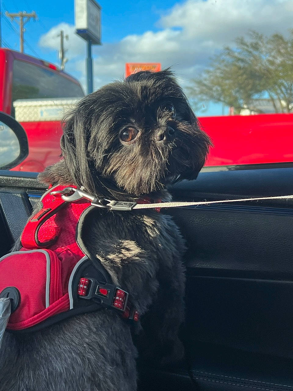 Han Solo joined the competition — help win amazing prizes! automotive_design, carnivore, cloud, collar, companion_dog, dog, dog_breed, dog_collar, dog_supply, electric_blue, fawn, liver, motor_vehicle, pet_supply, shih_tzu, sky, snout, toy_dog, vehicle_door, windshield