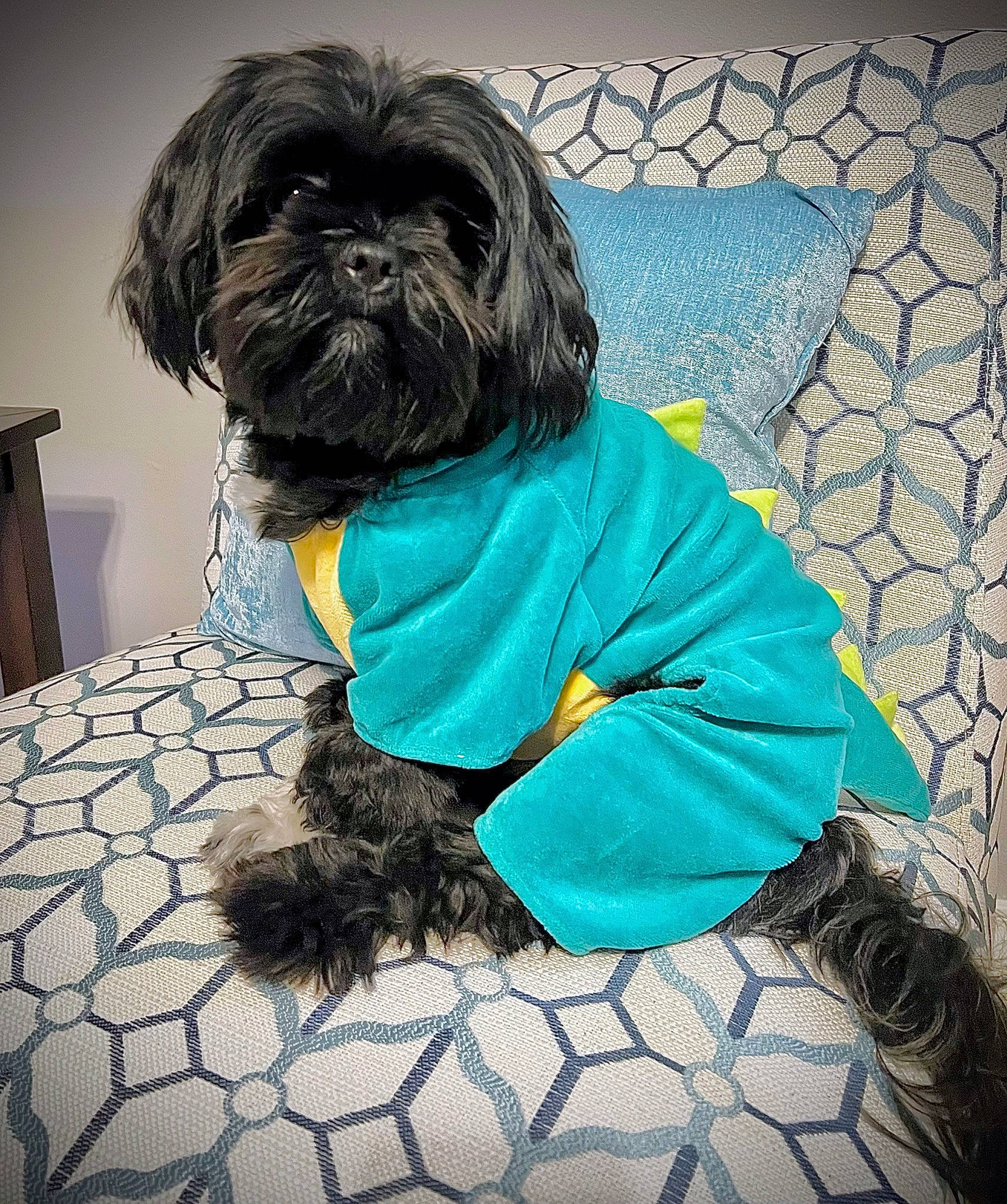 Han Solo is registered to the contest to win money with this photo: canidae, carnivore, companion_dog, dog, dog_breed, dog_clothes, dog_supply, electric_blue, fur, liver, maltepoo, pattern, pet_supply, shih_tzu, small_terrier, snout, sporting_group, terrier, toy_dog, working_animal