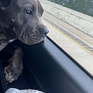 Luna is registered to the contest to win money with this photo: dog, car, window, road, side_view, pet, animal, paw, fur, leather, daytime, vehicle_interior, reflection, outdoor, travel, roadside, nature, trees, sky, resting