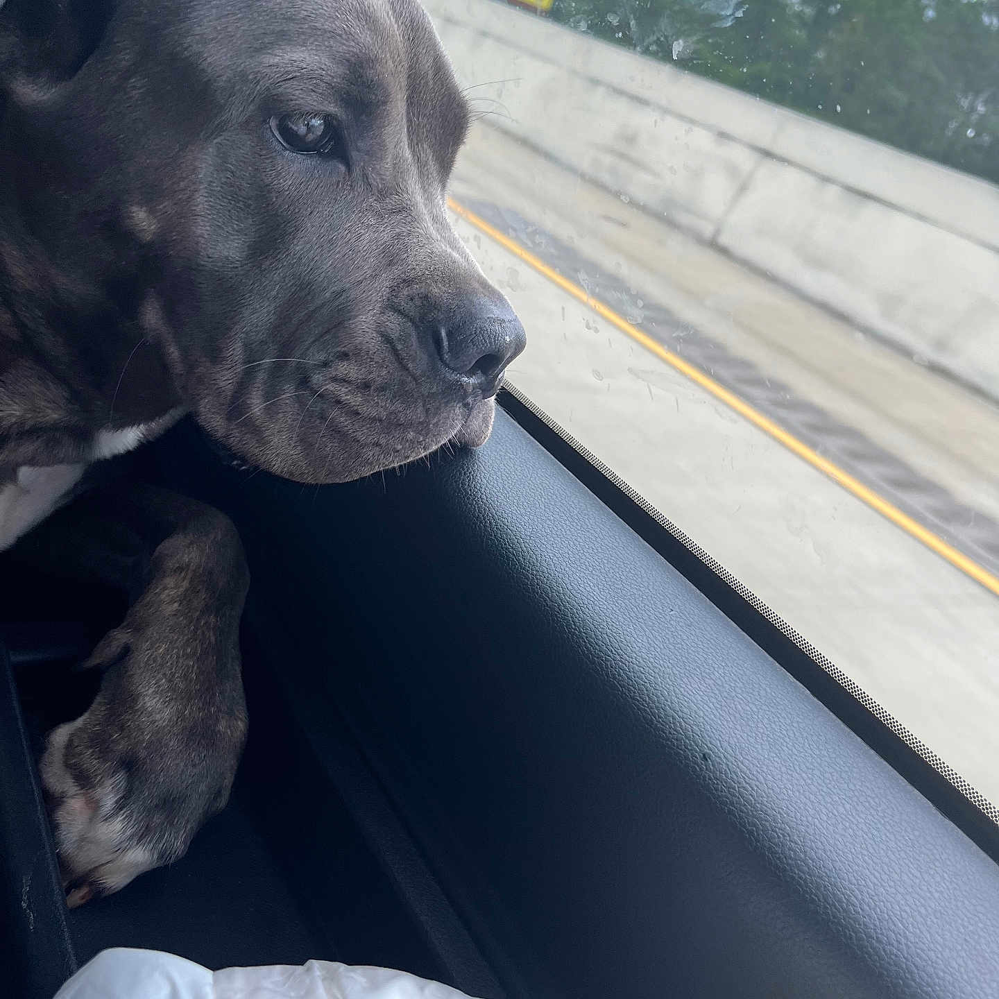 Luna is registered to the contest to win money with this photo: animal, car, daytime, dog, fur, leather, nature, outdoor, paw, pet, reflection, resting, road, roadside, side_view, sky, travel, trees, vehicle_interior, window