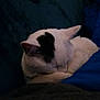 animal, black_patch, blanket, blue_blanket, cat, closeup, comfort, cozy, curled_up, cute, feline, fur, indoor, nap, pet, quiet, relaxed, resting, sleeping, white_cat