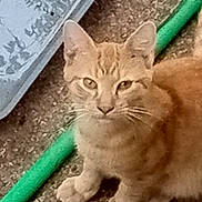 Mr.blonde Dude is registered to the contest to win money with this photo: cat, orange_tabby, animal, pet, outdoor, garden_hose, concrete, metal_tray, curious, feline, sitting, whiskers, ears, paws, fur, eyes, nature, domestic_cat, young_cat, closeup