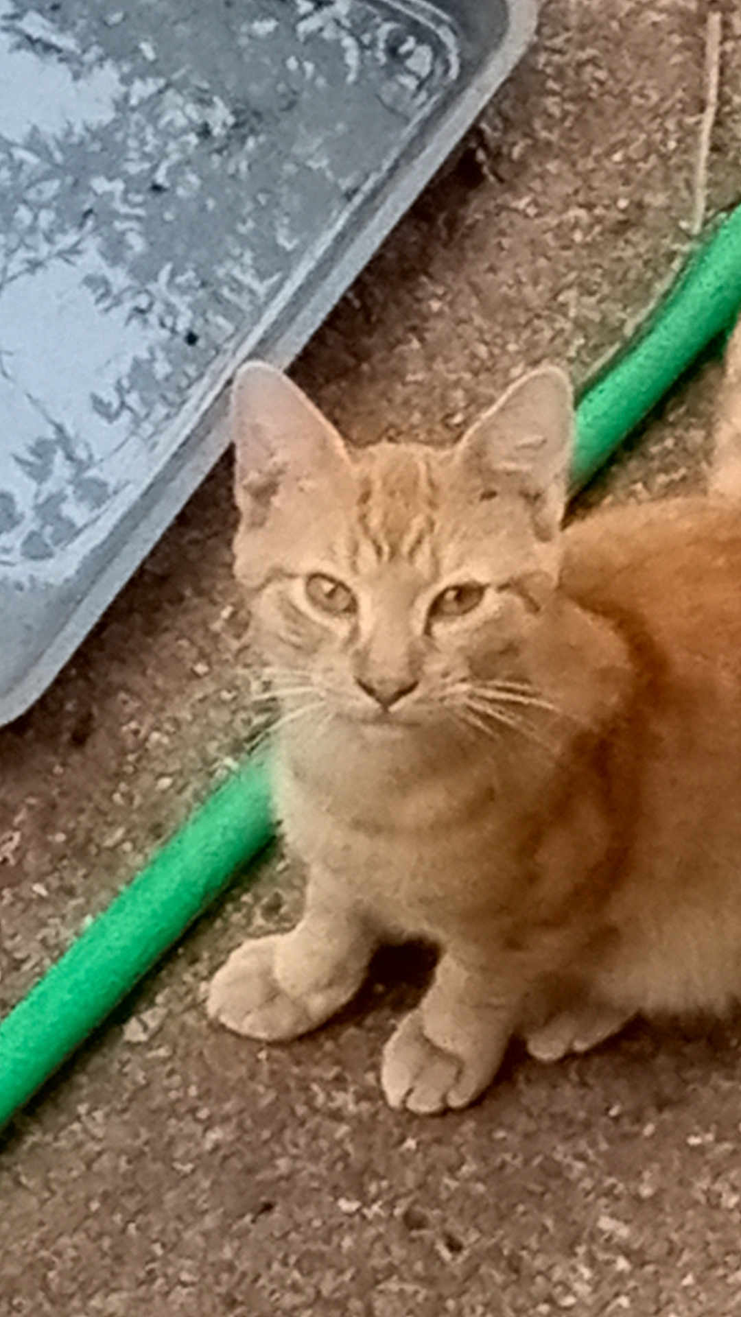 Mr.blonde Dude is registered to the contest to win money with this photo: cat, orange_tabby, animal, pet, outdoor, garden_hose, concrete, metal_tray, curious, feline, sitting, whiskers, ears, paws, fur, eyes, nature, domestic_cat, young_cat, closeup