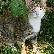 Princess is registered to the contest to win money with this photo: cat, tabby_cat, white_cat, animal, pet, feline, whiskers, pink_nose, closed_eyes, sitting, outdoor, grass, garden, leaves, greenery, striped_fur, short_hair, portrait, relaxed, nature