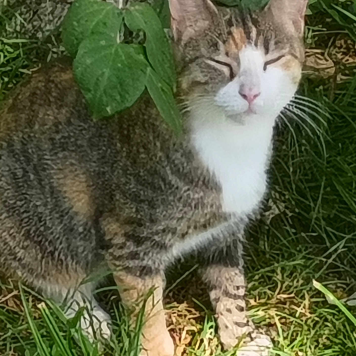 Princess is registered to the contest to win money with this photo: cat, tabby_cat, white_cat, animal, pet, feline, whiskers, pink_nose, closed_eyes, sitting, outdoor, grass, garden, leaves, greenery, striped_fur, short_hair, portrait, relaxed, nature