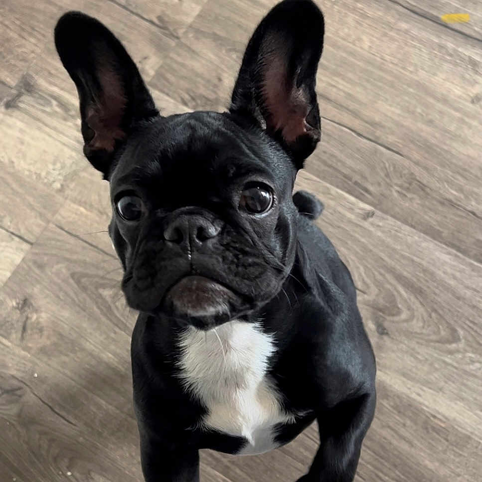 Freckles joined the competition — help win amazing prizes! dog, french_bulldog, puppy, black_dog, white_patch, wooden_floor, pet, cute, ears, indoor, looking_up, standing, animal, canine, companion, young_dog, adorable, fur, front_legs, domestic_animal