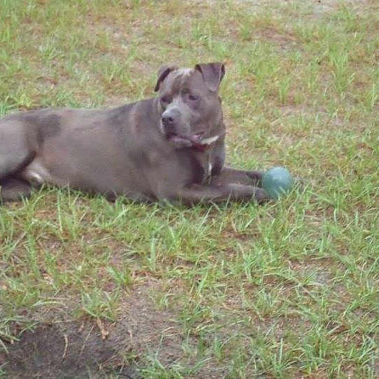 Amos