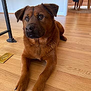 Misha is registered to the contest to win money with this photo: dog, brown_dog, pet, indoor, wooden_floor, flooring, animal, canine, looking_up, ears, paws, nails, fur, domestic_animal, home, chair, jacket, doorway, calm, relaxed