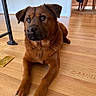 dog, brown_dog, pet, indoor, wooden_floor, flooring, animal, canine, looking_up, ears, paws, nails, fur, domestic_animal, home, chair, jacket, doorway, calm, relaxed