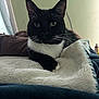 cat, tuxedo_cat, black_and_white, pet, indoor, bed, blanket, fur, whiskers, animal, relaxed, cozy, resting, looking, curious, soft_light, domestic_cat, cute, feline, comfort