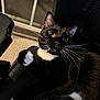 cat, tuxedo_cat, black_and_white, whiskers, paws, chair, furniture, indoor, pet, animal, wide_eyes, curious, close_up, black, white, relaxed, domestic_cat, home, cute, playful