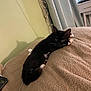 cat, black_cat, white_paws, blanket, bedroom, curtains, indoor, resting, feline, cozy, pet, fur, whiskers, relaxed, looking, table, phone, charger, shadow, soft_light