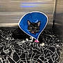 cat, black_cat, protective_cone, cone_of_shame, animal, pet, indoor, blanket, spiderweb_pattern, stainless_steel, tongue_out, cute, resting, fur, whiskers, paw, hospital, veterinary, injury, bandage