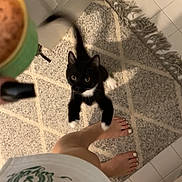 Serena is registered to the contest to win money with this photo: kitten, black_and_white_cat, jumping, carpet, bare_feet, person, indoor, tile_floor, door, rug, paws, whiskers, pet, playful, motion_blur, home, curiosity, animal, feline, looking_up