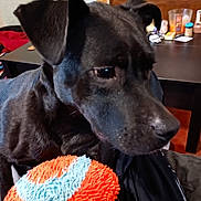 Nalla participe au concours pour gagner de l'argent avec cette photo : animal, black_dog, blue, close_up, companion, dog, domestic, dresser, furniture, home, indoor, looking_away, mammal, orange, pet, playful, soft_toy, table, texture, toy