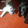 cat, dog, indoor, floor, tile_floor, resting, pet, animal, black_dog, gray_and_white_cat, blanket, relaxed, sunlight, shadow, home, domestic, companion, quiet, calm, flooring