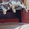 Nemo participe au concours pour gagner de l'argent avec cette photo : cat, sleeping, table, paw, indoor, furniture, wood, figurine, decor, relaxation, domestic, pet, cozy, animal, resting, household, tongue_out, gray_and_white, close_up, quiet