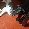 Nemo participe au concours pour gagner de l'argent avec cette photo : cat, dog, floor, tile, indoor, pet, animal, resting, sunlight, black_dog, grey_cat, blanket, ball, cozy, friendship, relaxing, domestic, fur, quiet, home