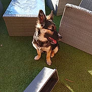 Bella participe au concours pour gagner de l'argent avec cette photo : animal, canine, chair, daytime, dog, domestic_animal, furniture, garden, grass, happy, outdoor, pet, planter, relaxing, seat, shadow, sunlight, table, tongue_out, wicker_furniture