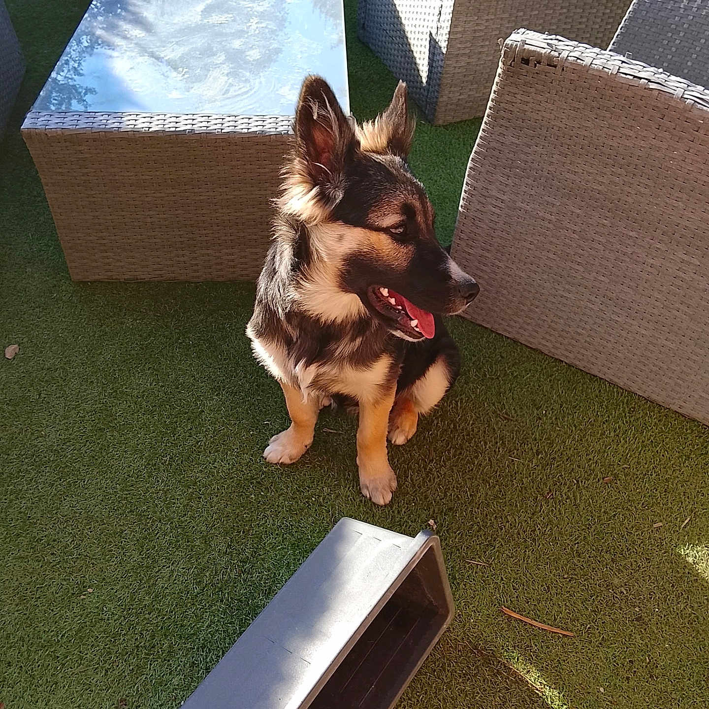 Bella
