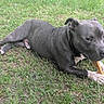 Echo joined the competition — help win amazing prizes! dog, grass, outdoor, pet, canine, animal, lawn, chewing, bone, gray_dog, relaxed, lying_down, fur, collar, paw, muzzle, ears, nature, daylight, companion