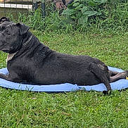 Echo is registered to the contest to win money with this photo: dog, black_dog, lying_down, grass, backyard, inflatable_pool, blue_pool, outdoor, chain_collar, pet, canine, relaxed, greenery, summer, leisure, garden, domestic_animal, animal, water_hose, nature
