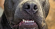 Echo is registered to the contest to win money with this photo: dog, pit_bull, portrait, close_up, pet, animal, canine, expression, teeth, fur, ears, collar, leash, brown_eyes, indoor, blurry_background, cute, friendly, muzzle, looking_up