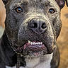dog, pit_bull, portrait, close_up, pet, animal, canine, expression, teeth, fur, ears, collar, leash, brown_eyes, indoor, blurry_background, cute, friendly, muzzle, looking_up