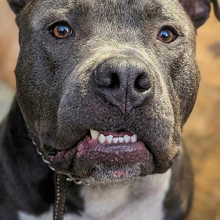 Echo is registered to the contest to win money with this photo: dog, pit_bull, portrait, close_up, pet, animal, canine, expression, teeth, fur, ears, collar, leash, brown_eyes, indoor, blurry_background, cute, friendly, muzzle, looking_up
