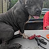 Echo joined the competition — help win amazing prizes! dog, black_dog, tongue_out, table, jumper_cables, outdoor, person, red_shirt, house, trees, greenery, pet, animal, canine, collar, playful, daylight, close_up, sitting, vehicle