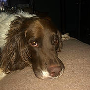 Murphy joined the competition — help win amazing prizes! dog, brown, white, resting, close_up, face, fur, ears, soft, indoor, pet, canine, sleepy, portrait, animal, cozy, expression, head, looking, quiet