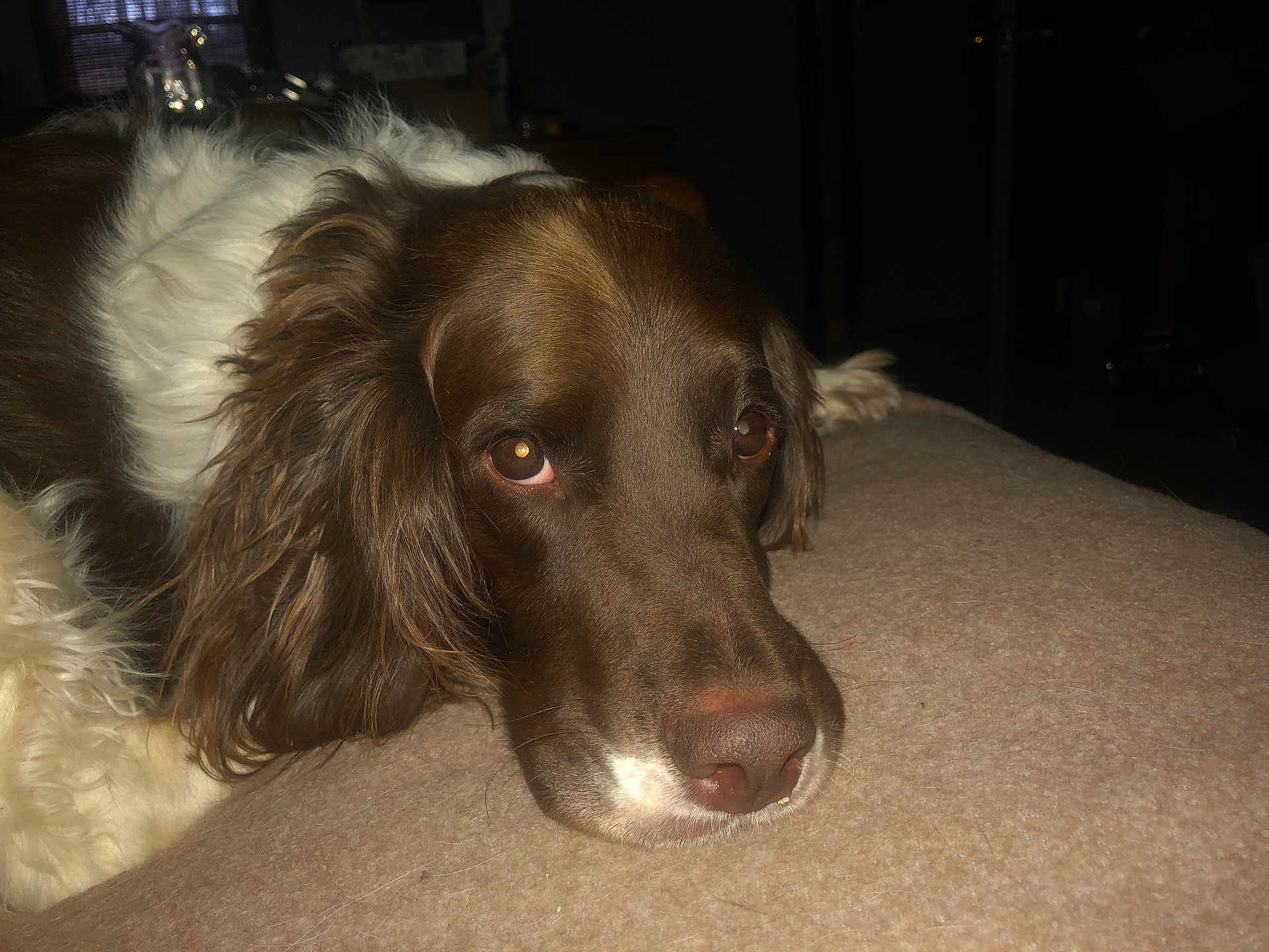 Murphy